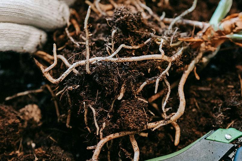 Plant roots growing in soil